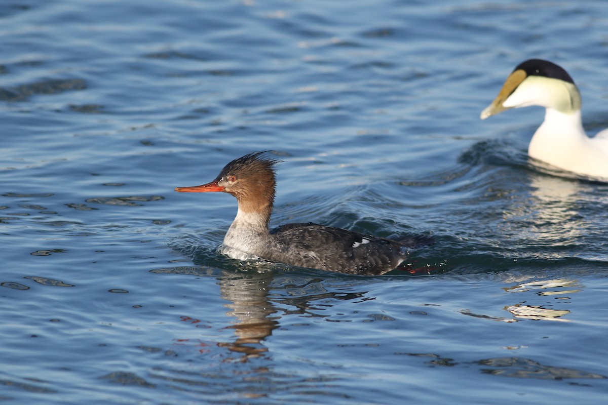 Red-breasted Merganser - Lily Morello