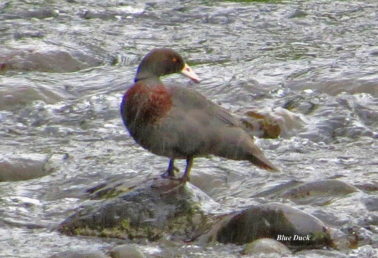 Blue Duck - ML414796921