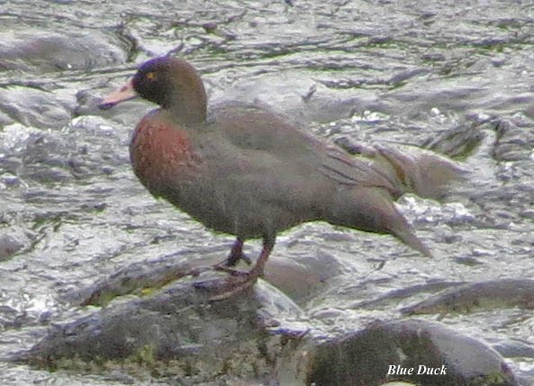 Blue Duck - ML414796981
