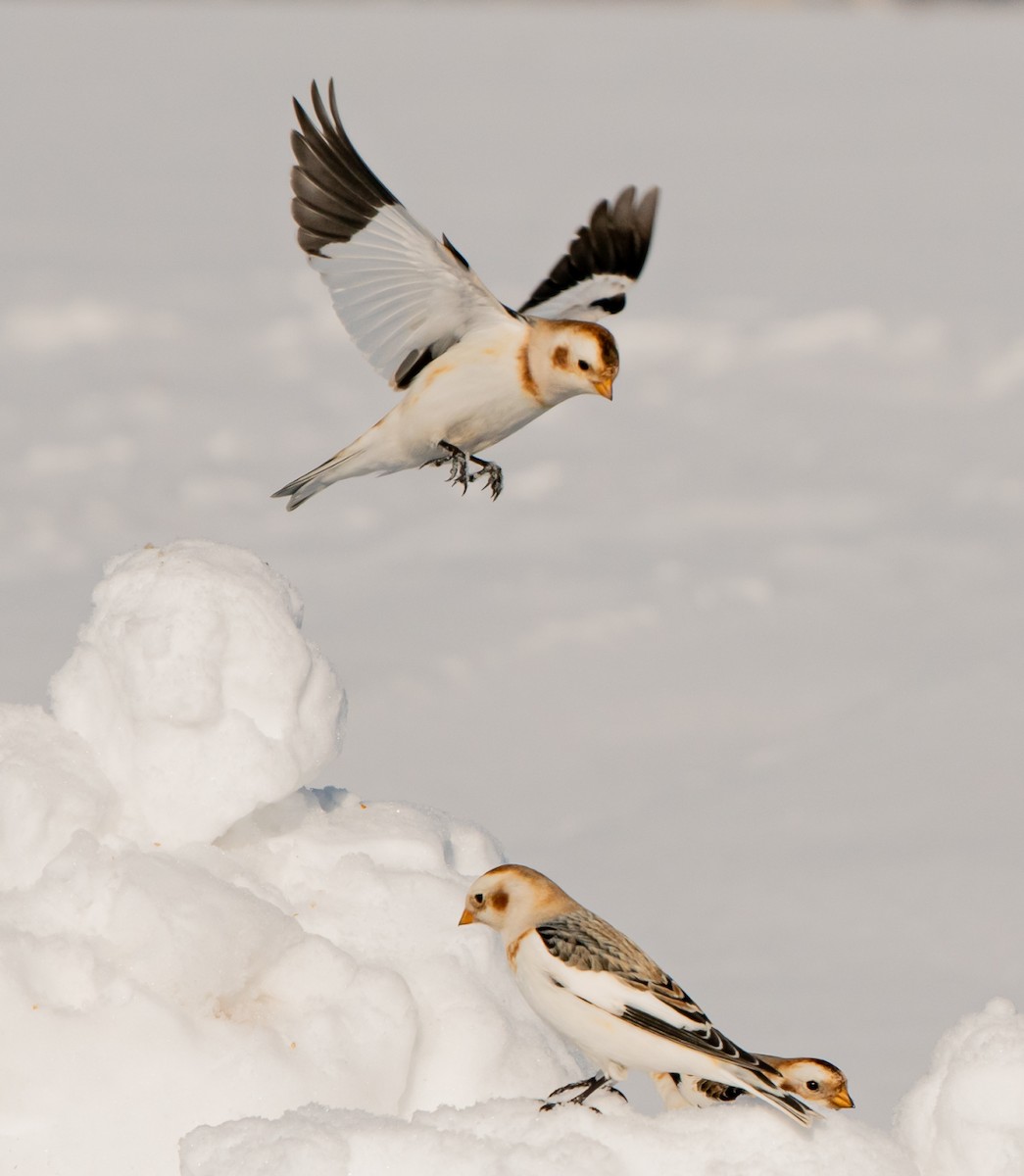 Snow Bunting - ismael chavez