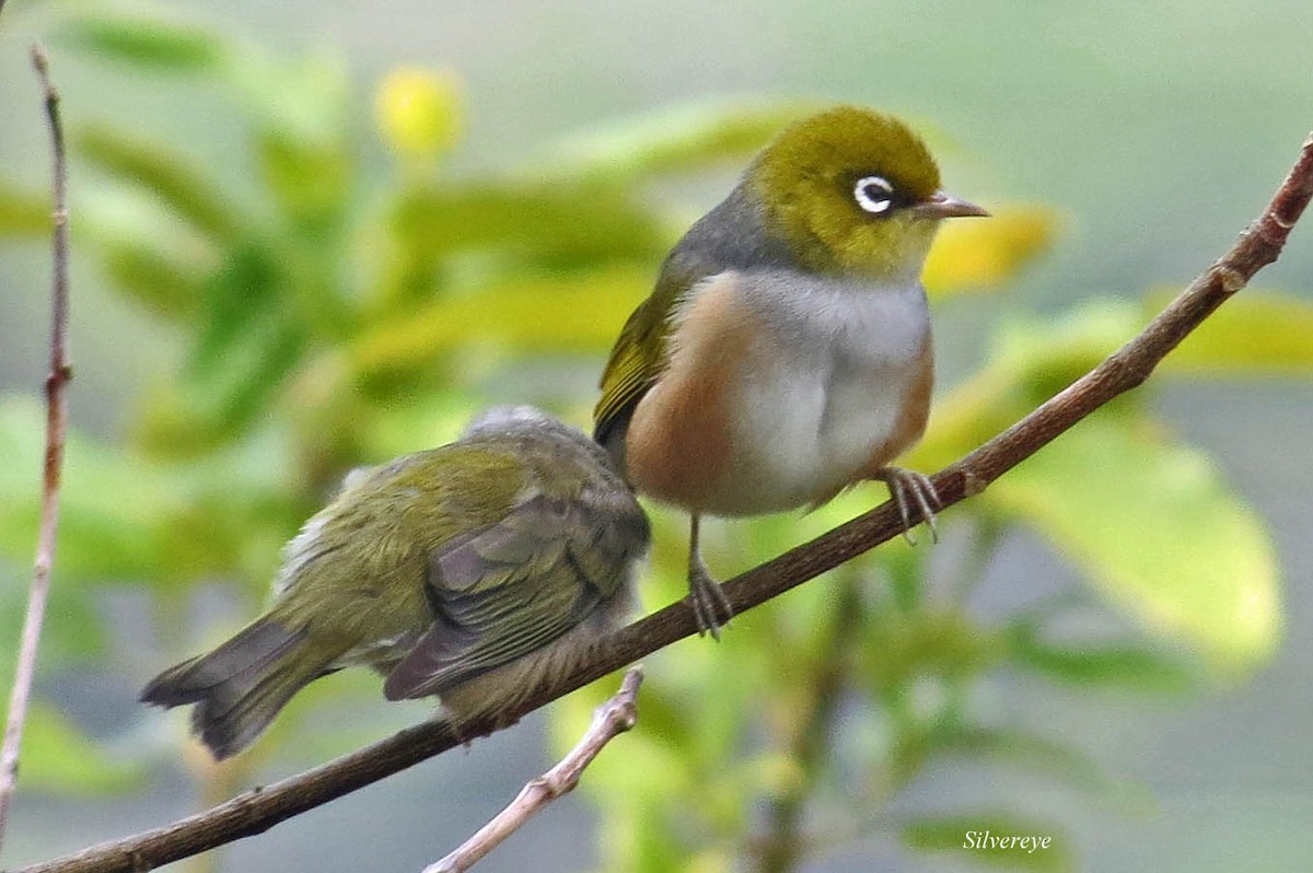 Silvereye - ML414797061