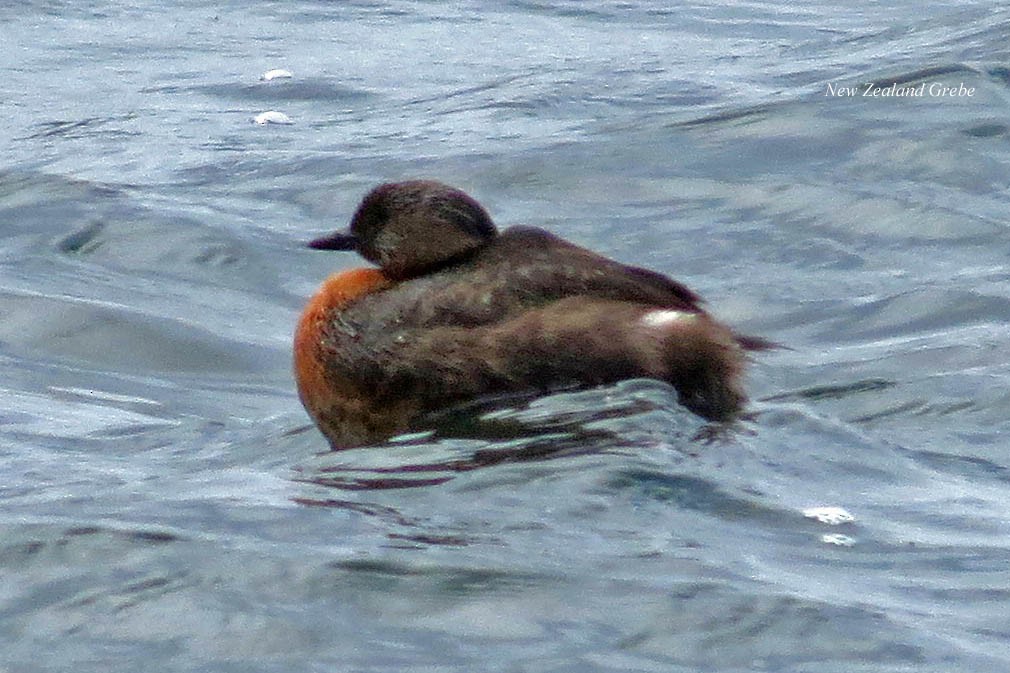 New Zealand Grebe - ML414797111