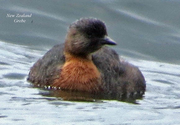 New Zealand Grebe - ML414797171