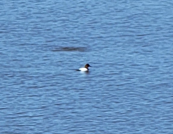 Canvasback - ML414797531