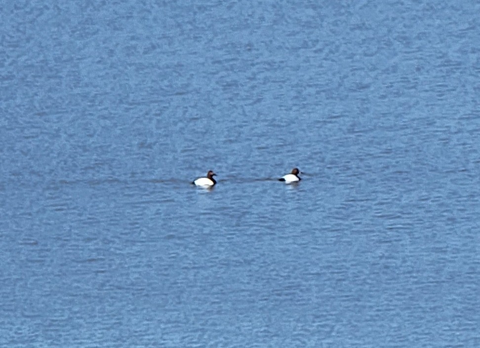 Canvasback - ML414797541