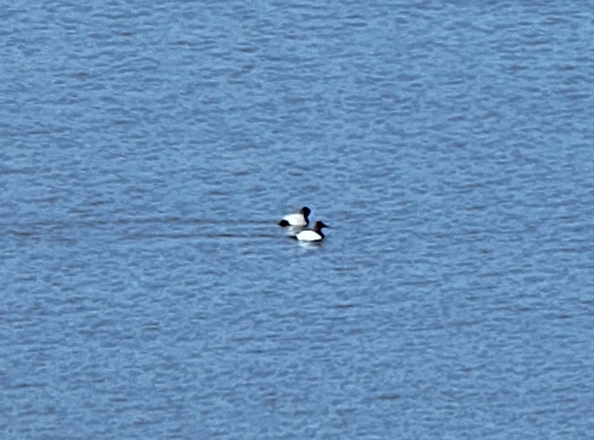 Canvasback - ML414797561