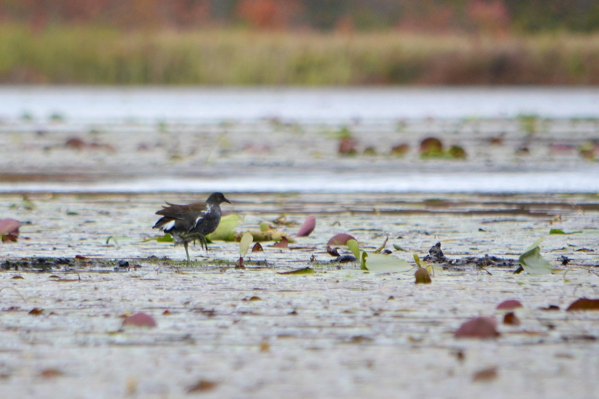 Common Gallinule - Amanda Wilmarth