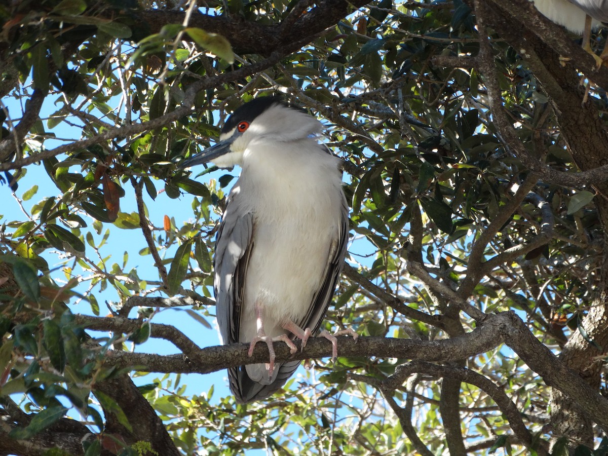 Black-crowned Night Heron - ML414799011