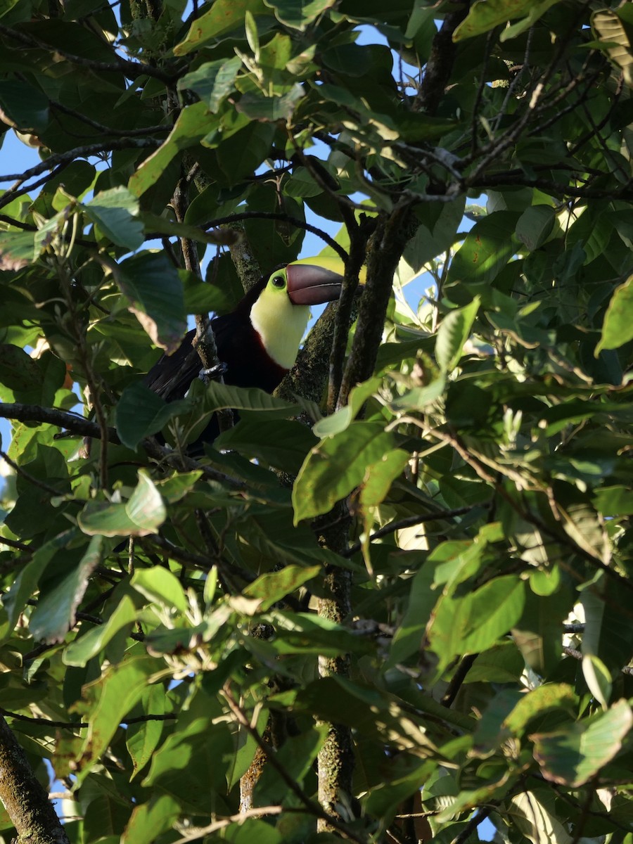 Yellow-throated Toucan - Chris Wills