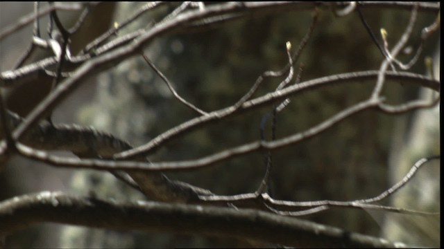 Blue-headed Vireo - ML414800