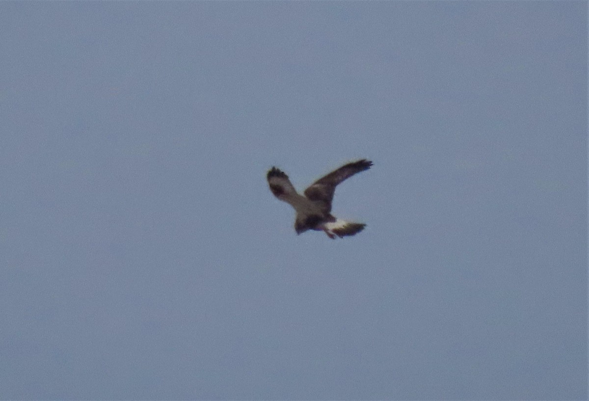 Rough-legged Hawk - ML414800451