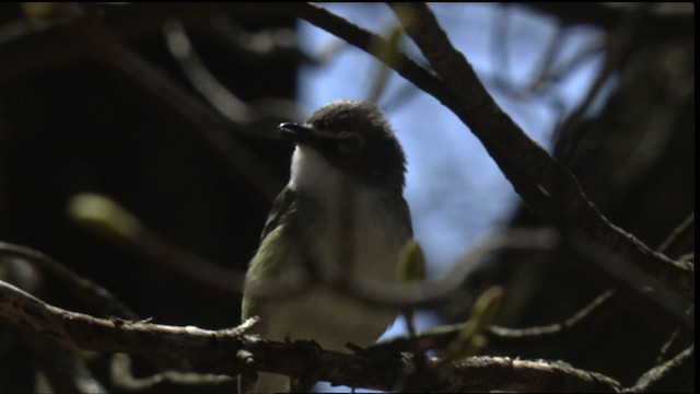 Blue-headed Vireo - ML414801