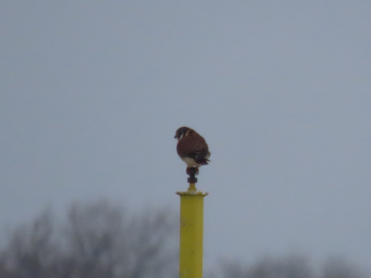 American Kestrel - ML414801181