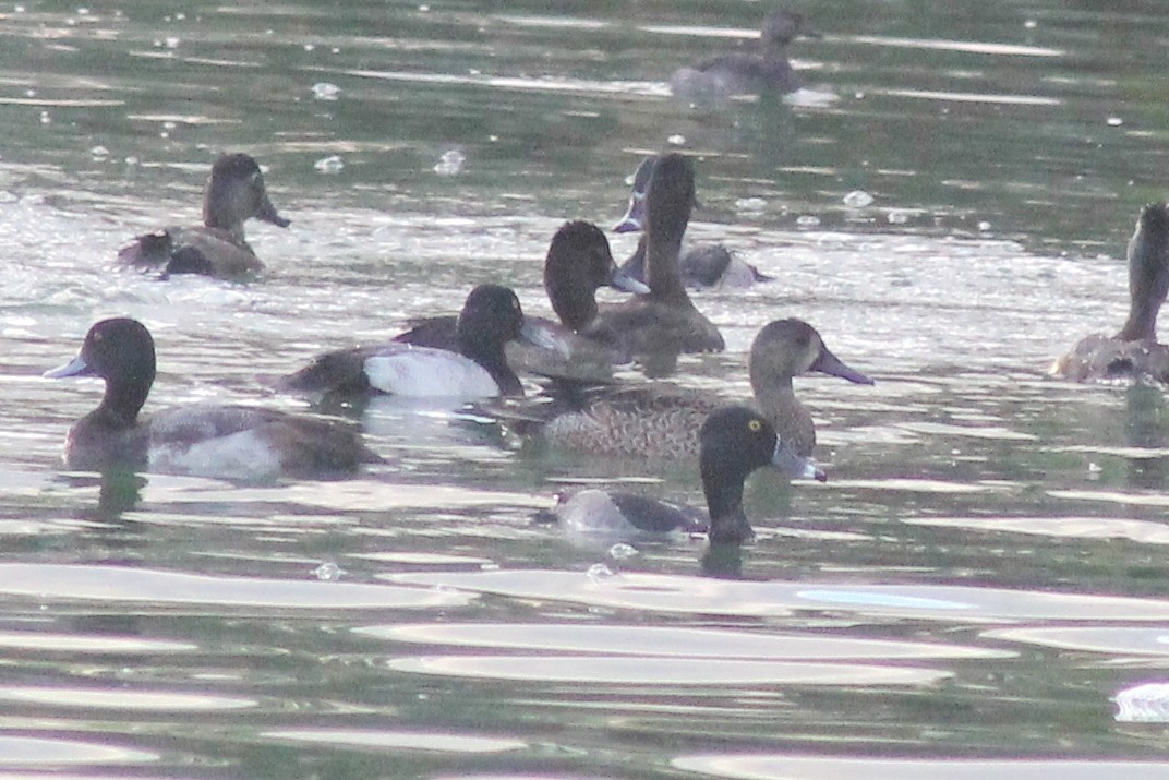 Ring-necked Duck - ML41480181