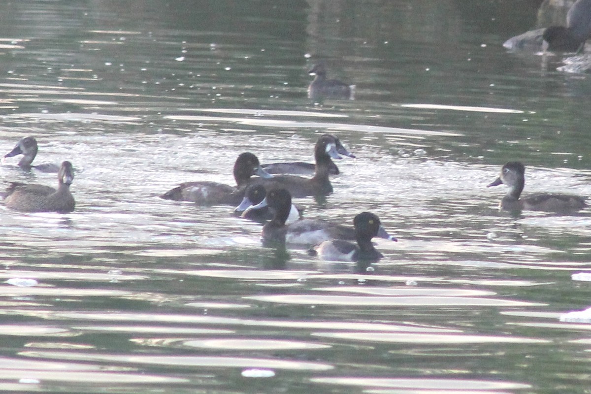 Ring-necked Duck - ML41480191