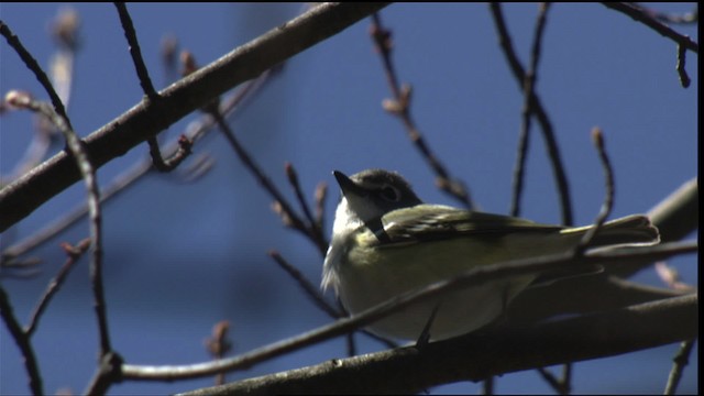 Blue-headed Vireo - ML414803