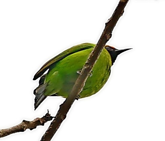 Golden-fronted Leafbird - ML414803471