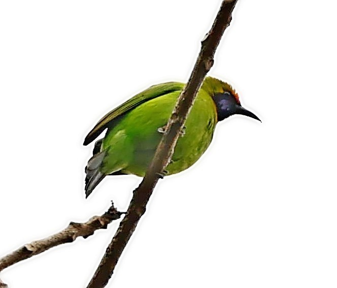 Golden-fronted Leafbird - ML414803481