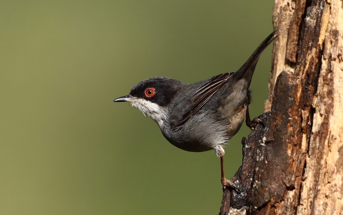 Sardinian Warbler - ML414803721