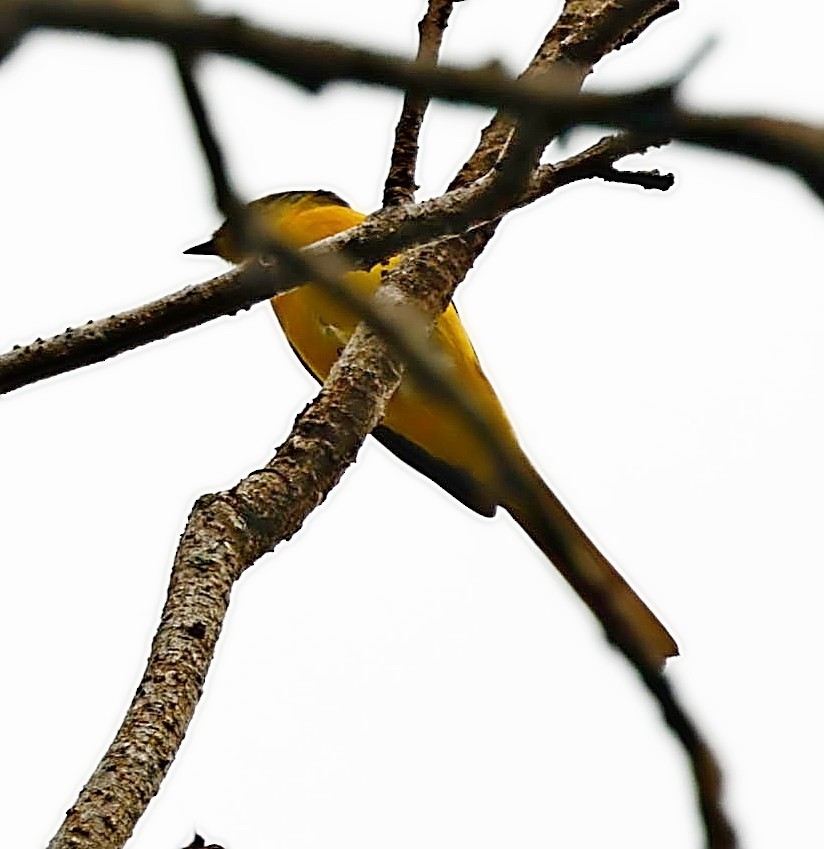 Scarlet Minivet - ML414804151