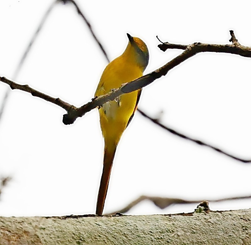 Scarlet Minivet - ML414804161