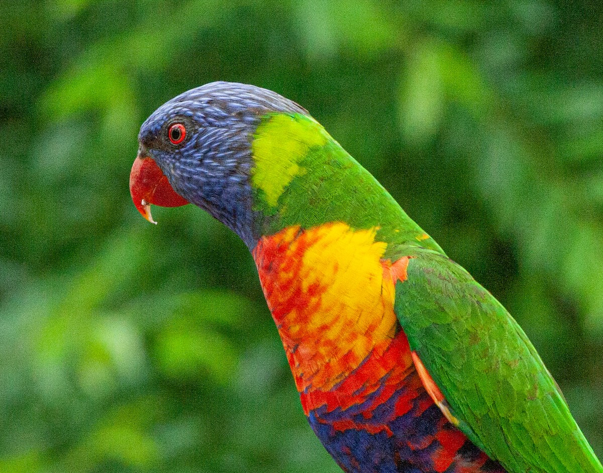 Rainbow Lorikeet - ML414804241