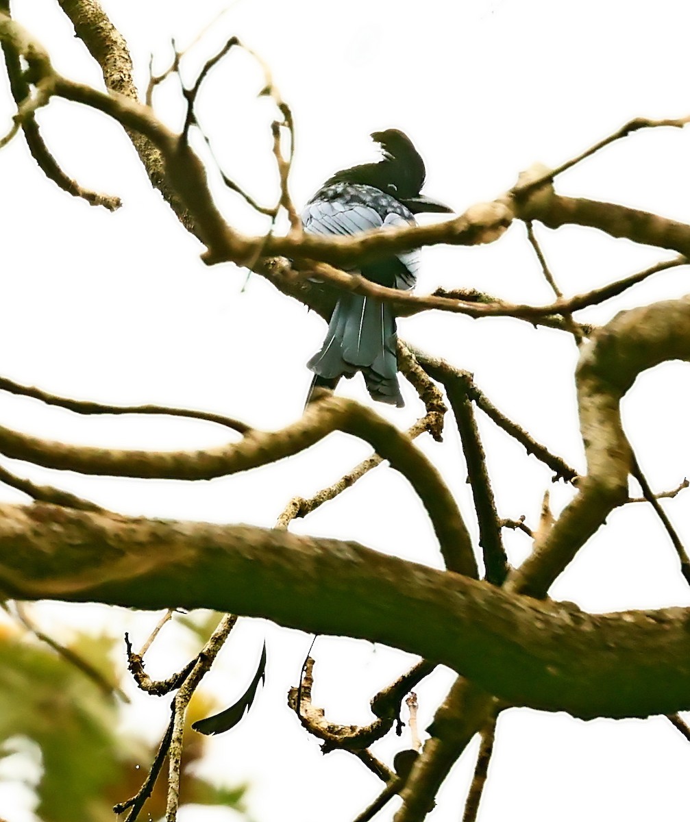 Greater Racket-tailed Drongo - ML414804691