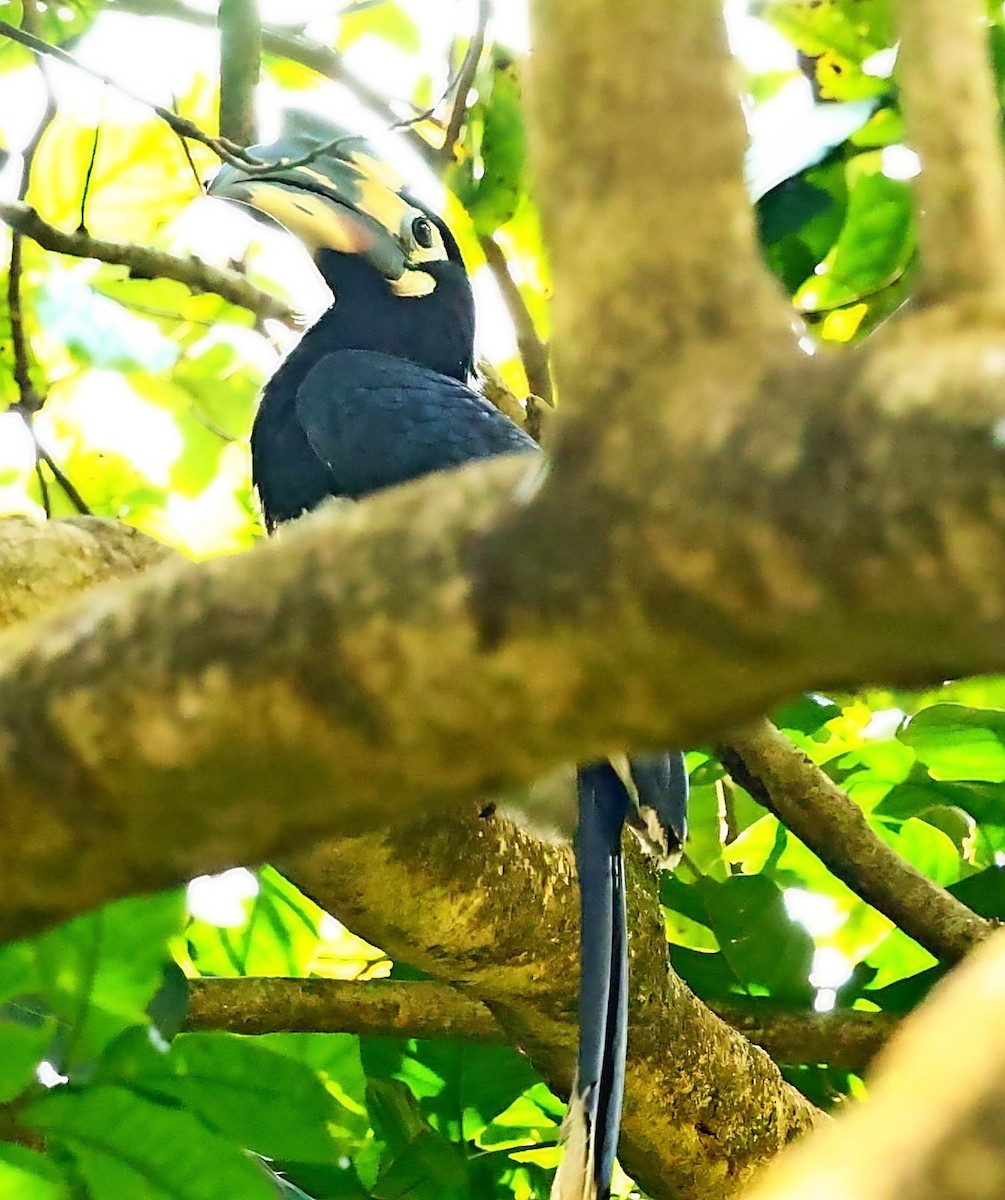 Oriental Pied-Hornbill - ML414805211