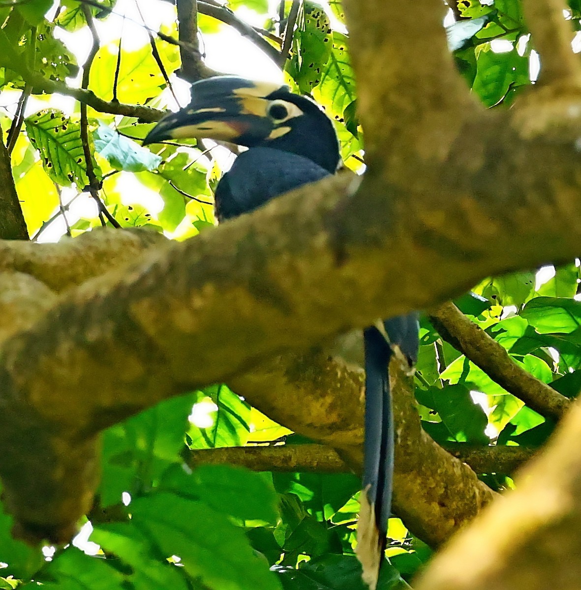 Oriental Pied-Hornbill - ML414805221