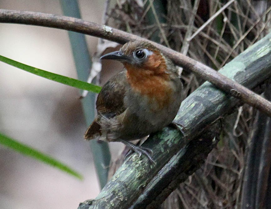 Song Wren - ML41480561