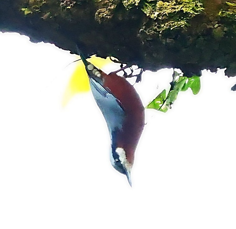 Chestnut-bellied Nuthatch - ML414806121