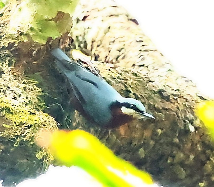 Chestnut-bellied Nuthatch - ML414806151