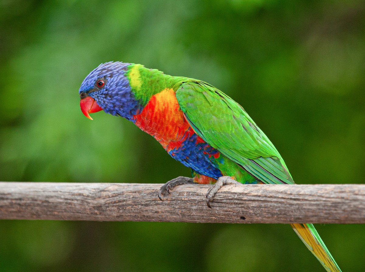 Rainbow Lorikeet - ML414806181