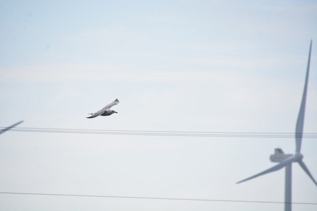 Lesser Black-backed Gull - ML414806911