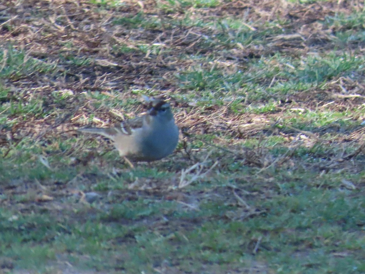 White-crowned Sparrow - ML414807111