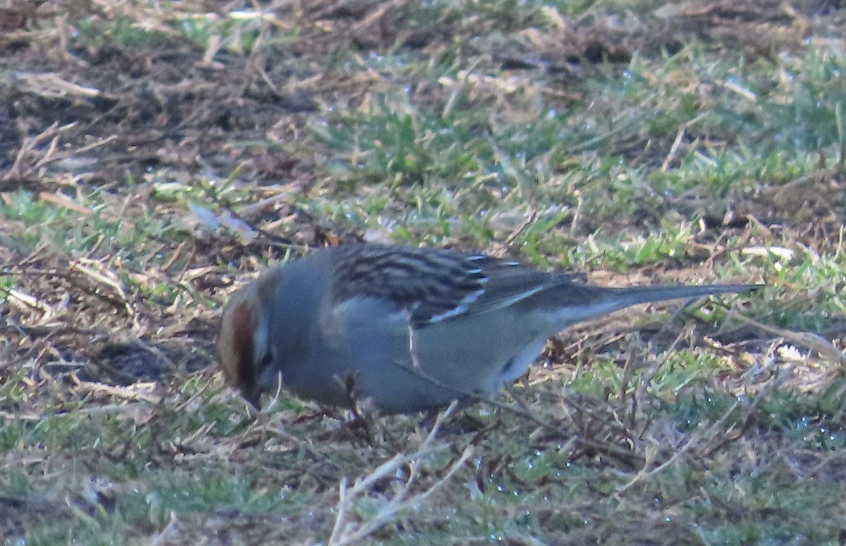 Bruant à couronne blanche - ML414807131