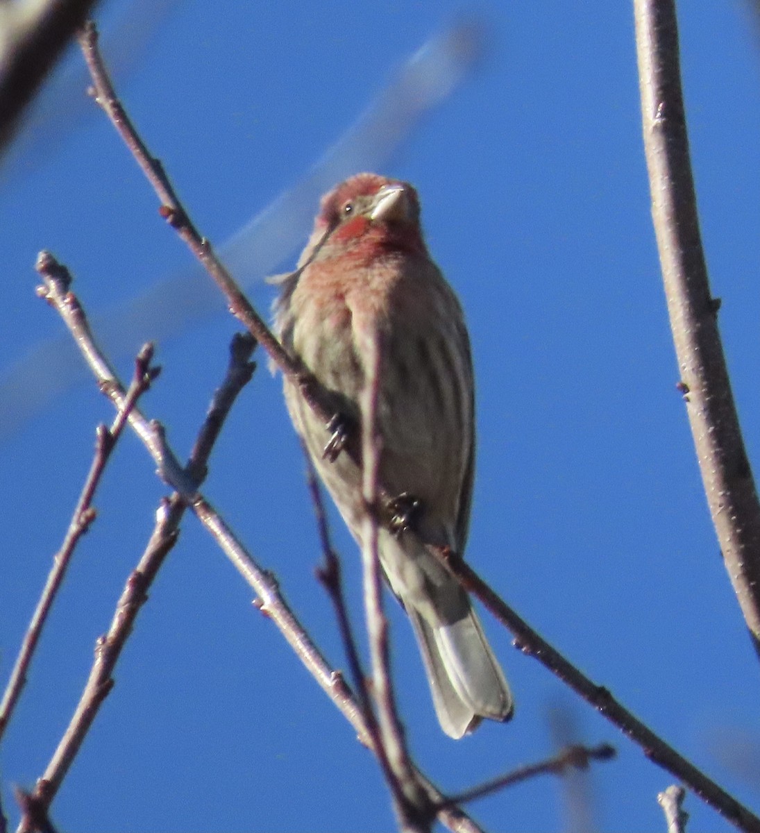 House Finch - ML414807171