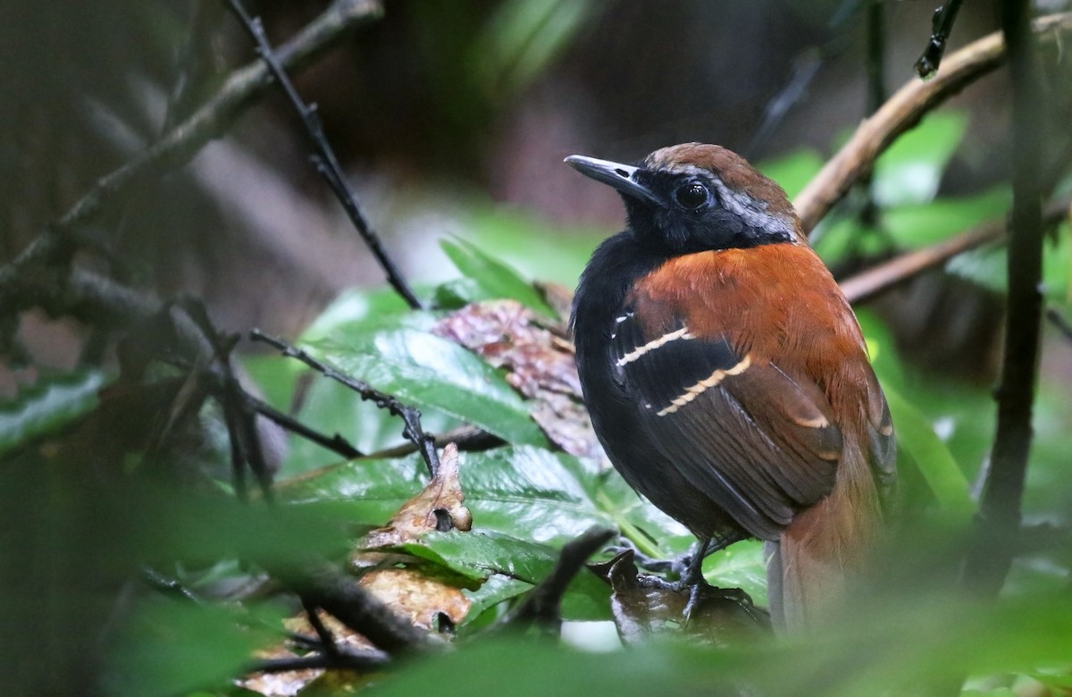 Cordillera Azul Antbird - Andrew Spencer