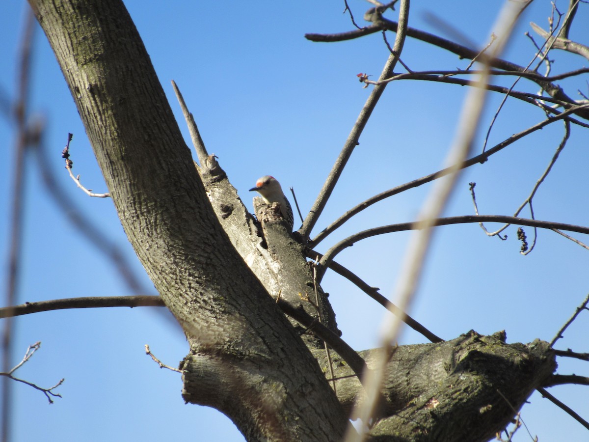 Red-bellied Woodpecker - ML414807841