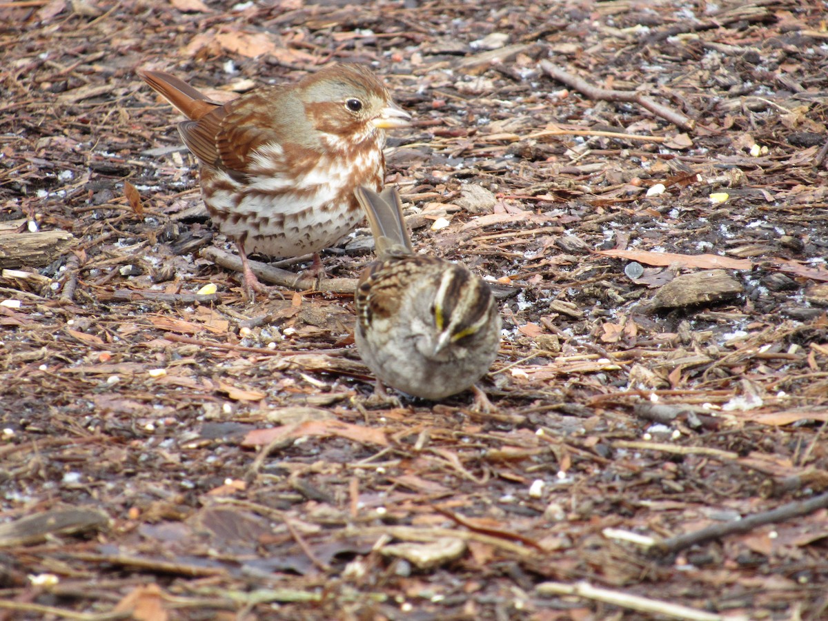 Fox Sparrow (Red) - Mickey Ryan