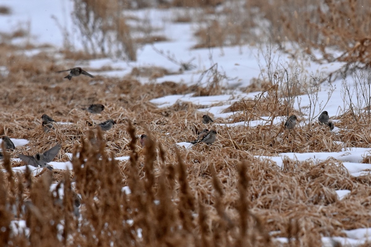 Redpoll (Common) - ML414809131