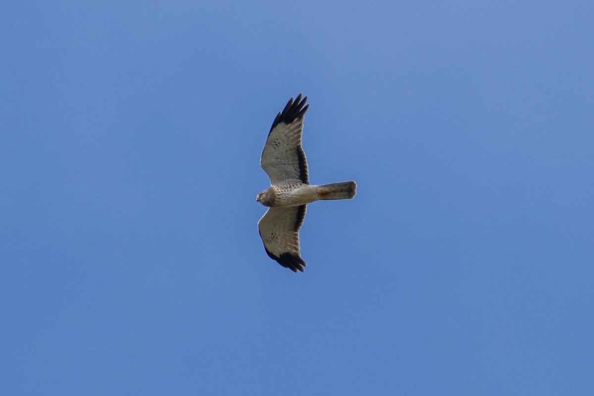 Northern Harrier - Brendan Burke