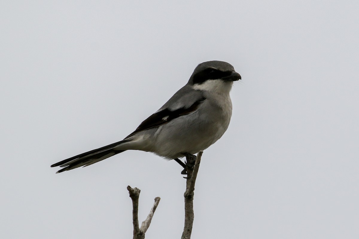 Loggerhead Shrike - Brendan Burke