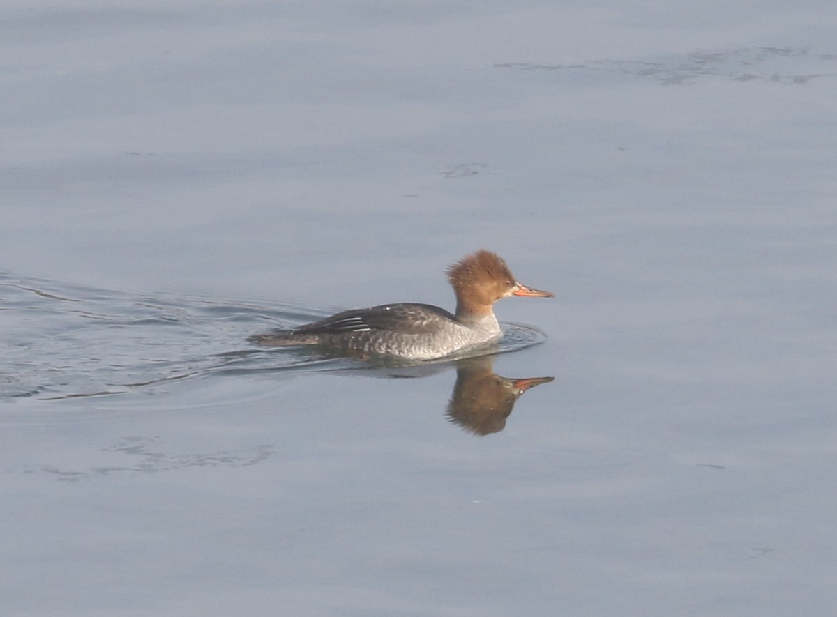 Hooded x Common Merganser (hybrid) - Bobby Brown