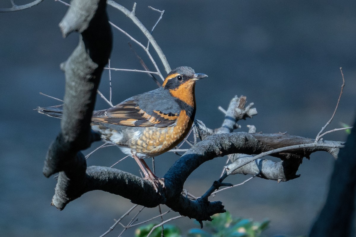 Varied Thrush - ML414810581
