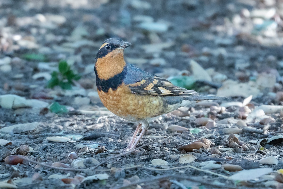 Varied Thrush - ML414810591