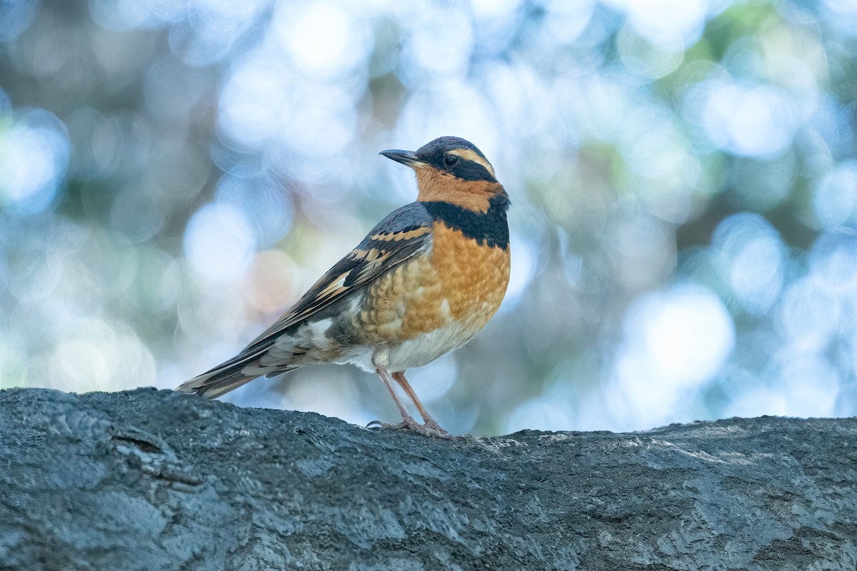 Varied Thrush - ML414810601