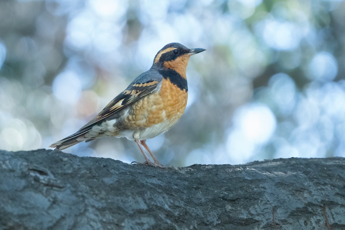 Varied Thrush - ML414810781