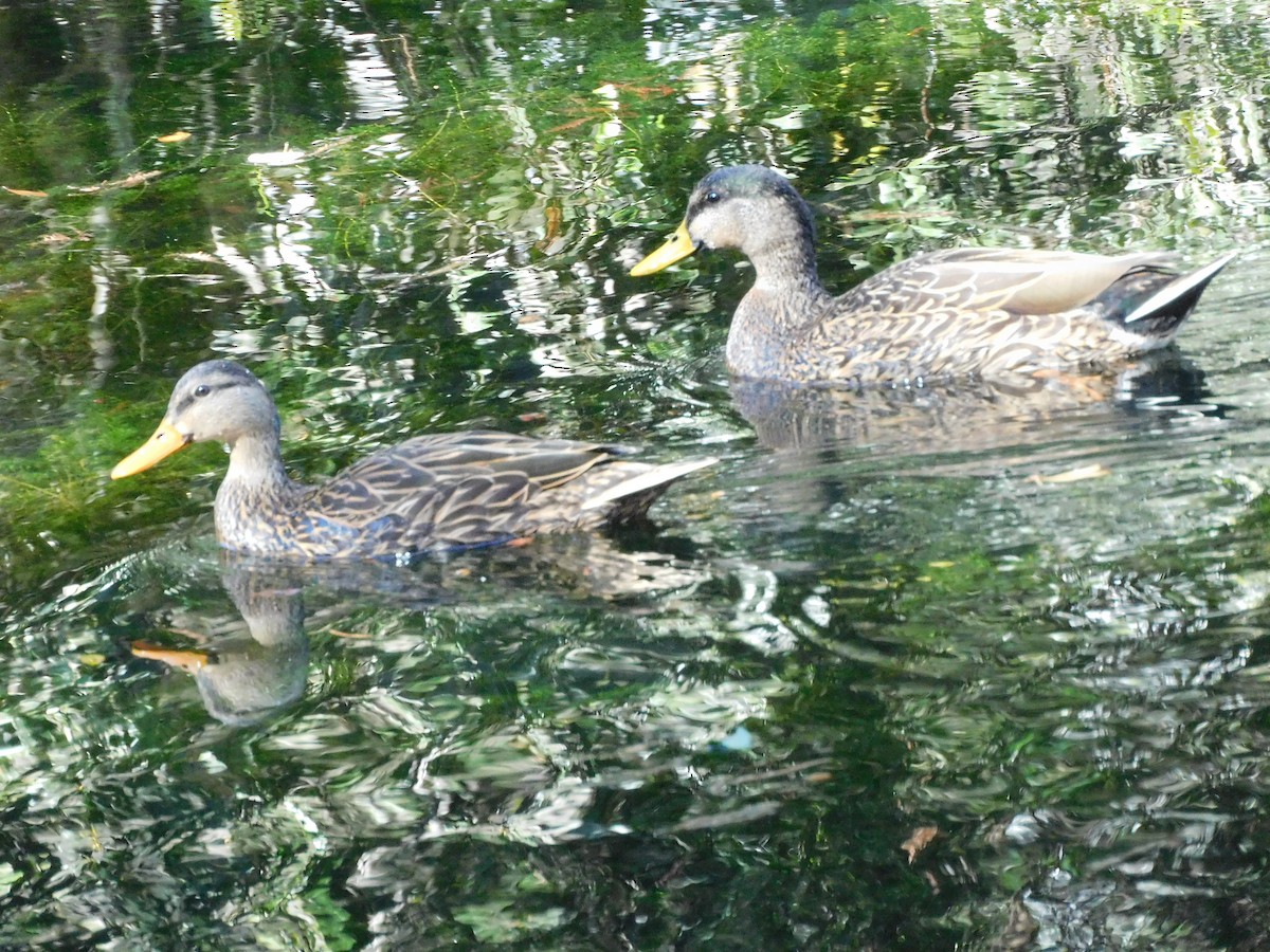 Mottled Duck - ML414811071