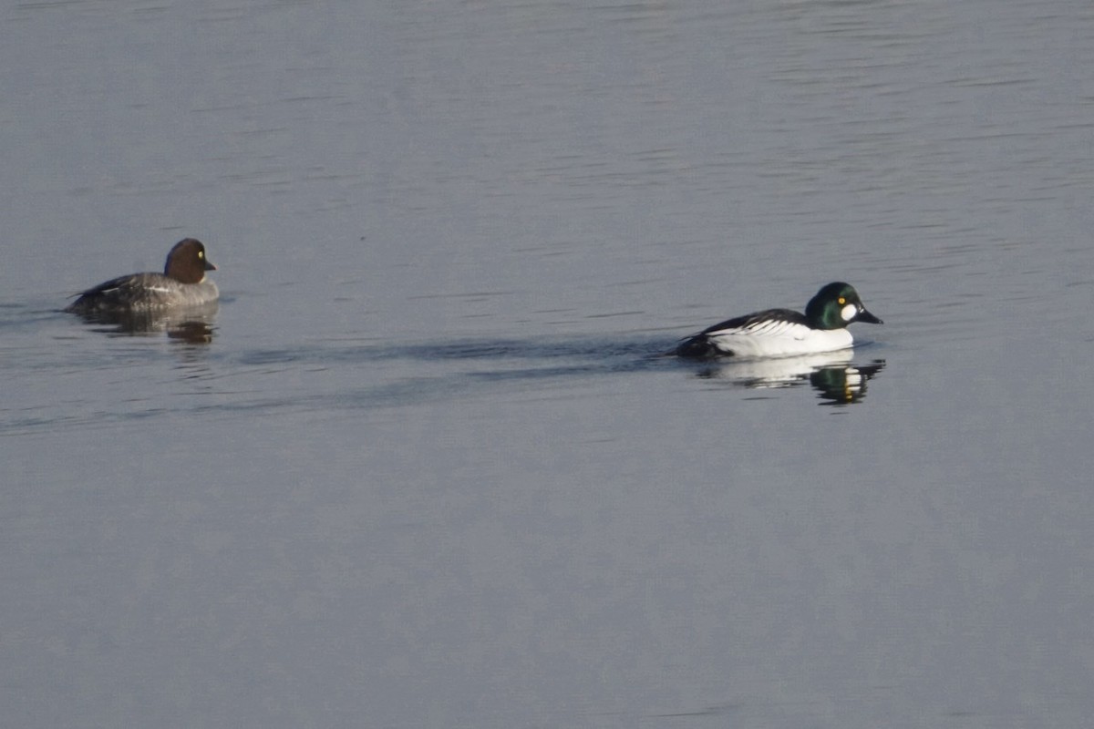 Common Goldeneye - Cliff Halverson